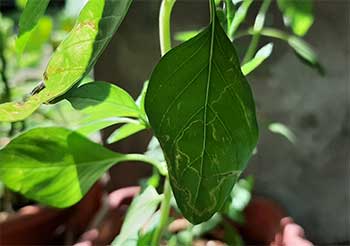 leaf miners basil