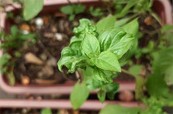 new basil leaves