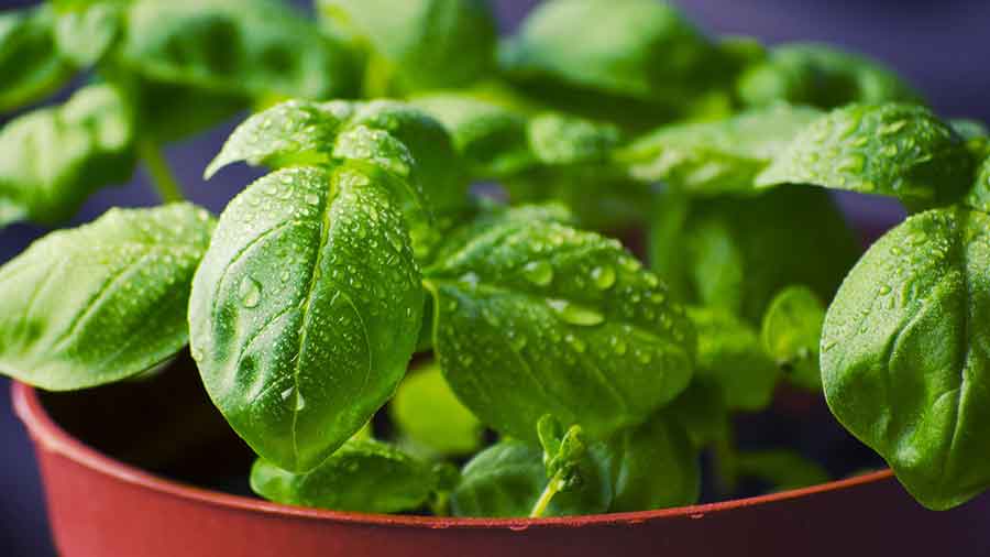 basil plant