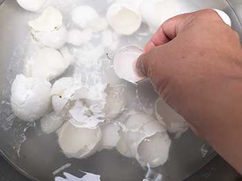 cleaning eggshells