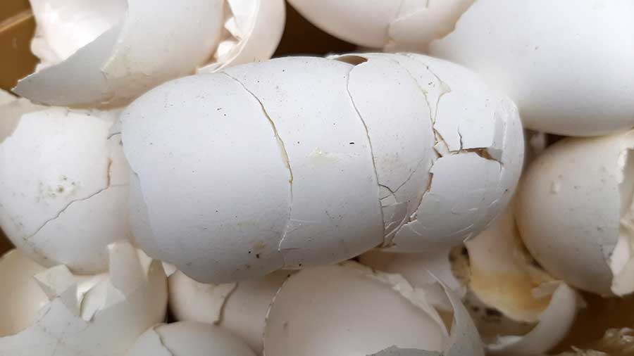 eggshells