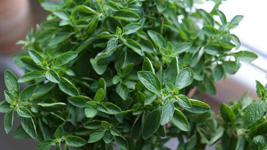 oregano leaves