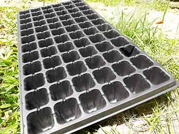 seedling tray