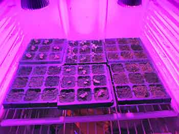 seedling tray