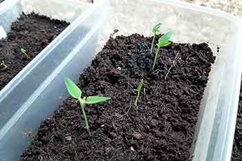 pepper seedlings