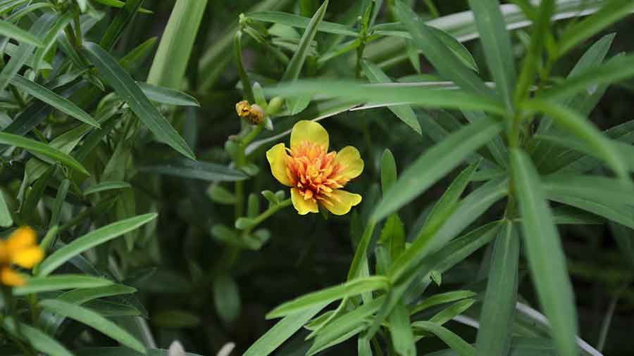 tarragon herb