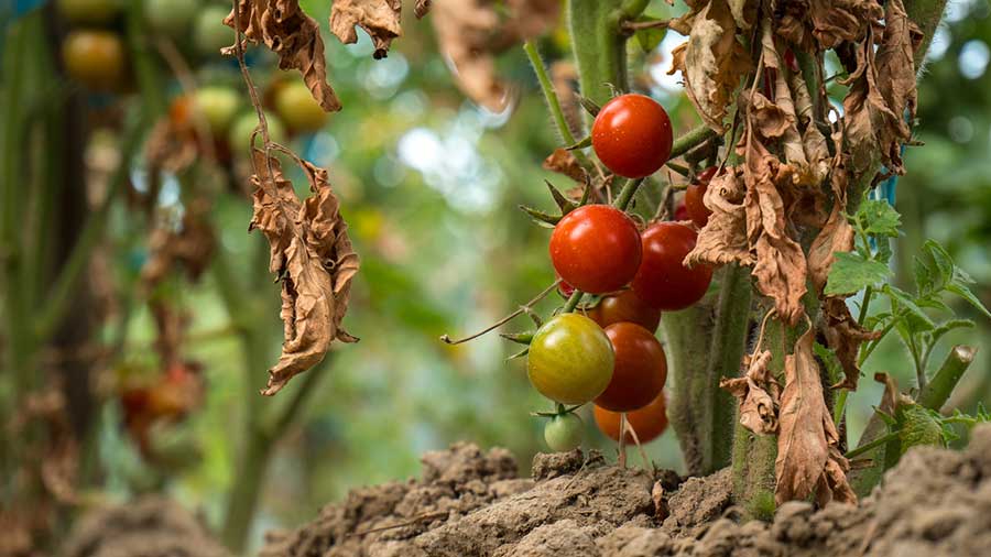 tomato plant brown leaves