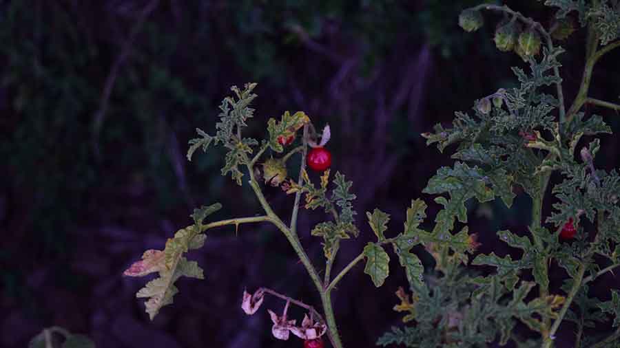 tomato plant purple leaves