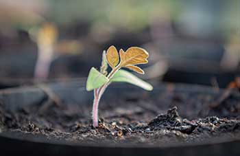 tomato seedling